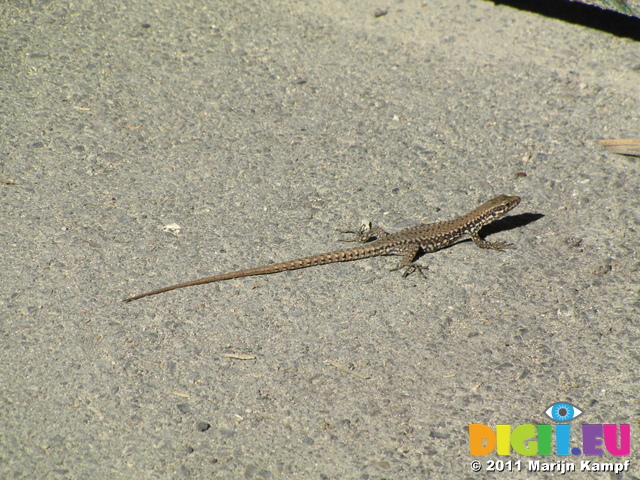 SX19109 Small lizard on street